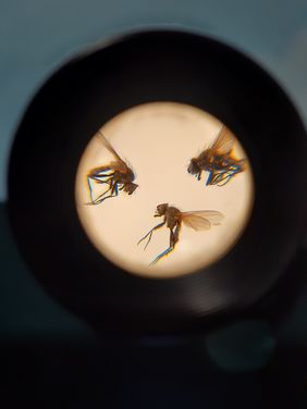 Insekten unter einem Mikroskop